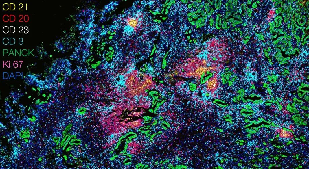 六安六安蔡司显微镜