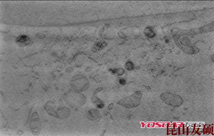 六安蔡司双束电镜