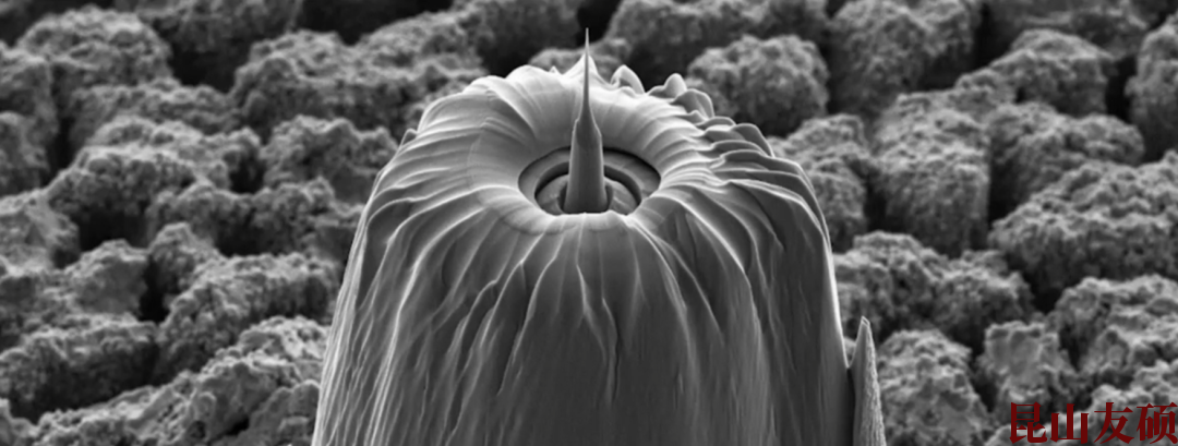 六安蔡司六安X射线显微镜